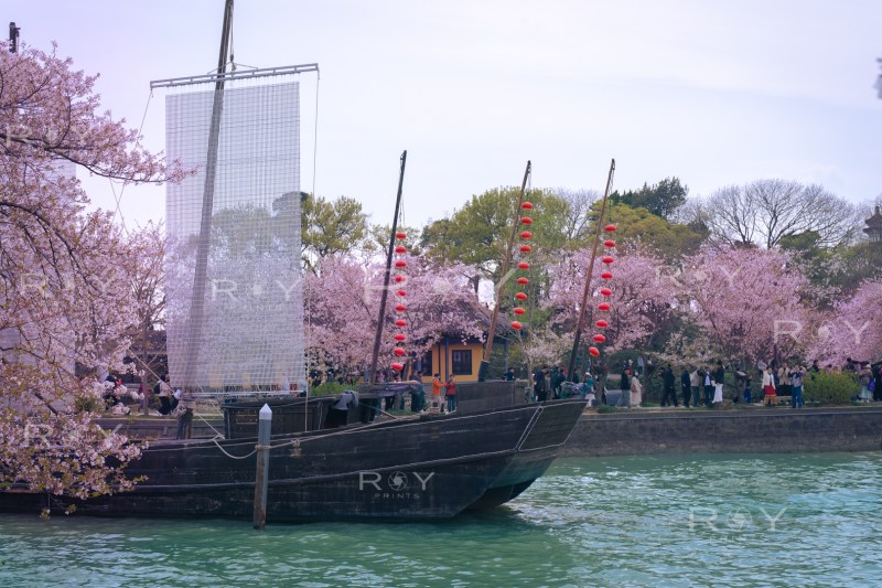 Traditional wooden sailboats with red lanterns beside cherry blossom trees at waterfront in Wuxi.